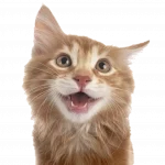 Katze hintergrund