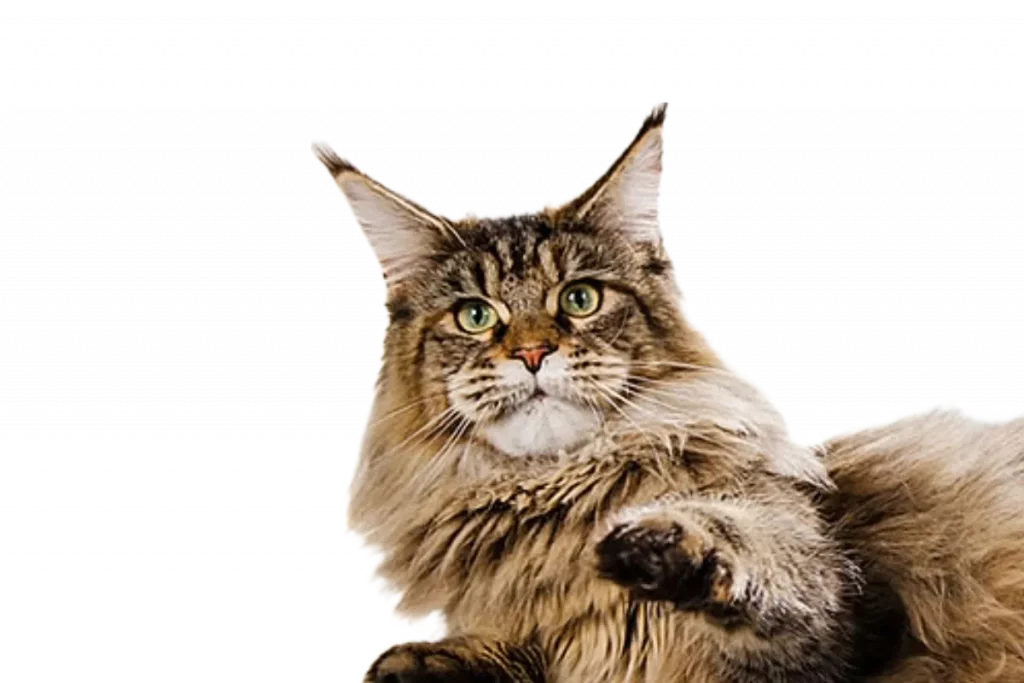 Katze hintergrund Startseite