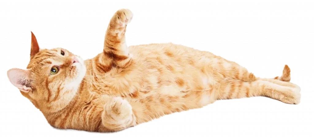 Katze hintergrund