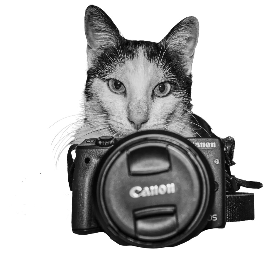 Katze-mit-kamera beim Katzenbetreuung