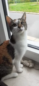 Katzengast Luna