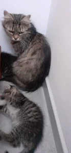 Katzengast Mia und ihr kleinen