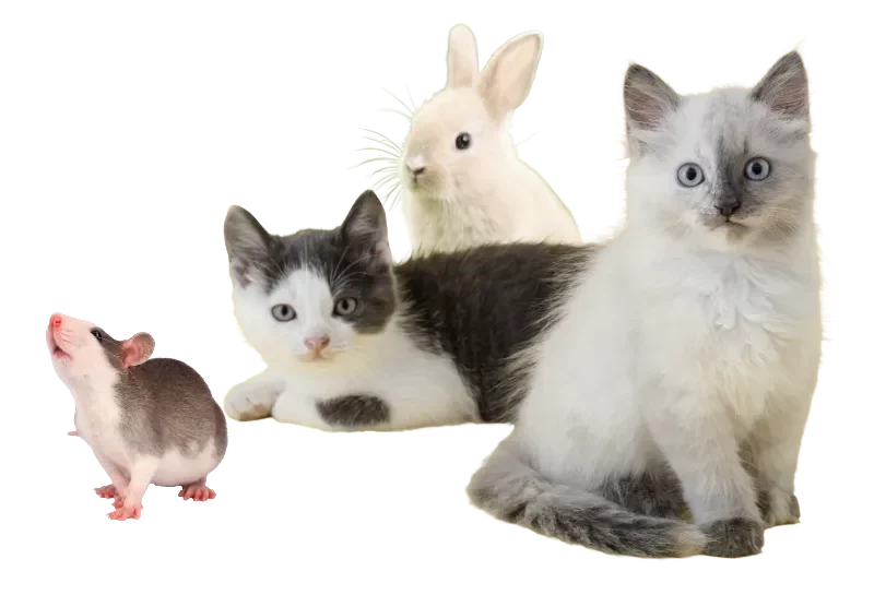 Pension für Kätzchen,Ratte, Hase